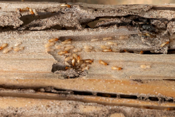 Best Best Pest Control Companies  in Woodsfield, OH